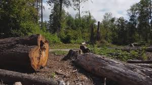  Grenada, MS Tree Removal Pros