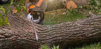 Best Tree Preservation Services  in Grenada, MS