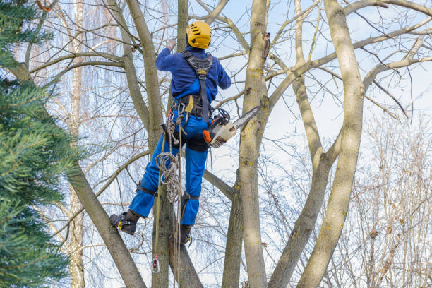 Best Emergency Tree Removal  in Grenada, MS