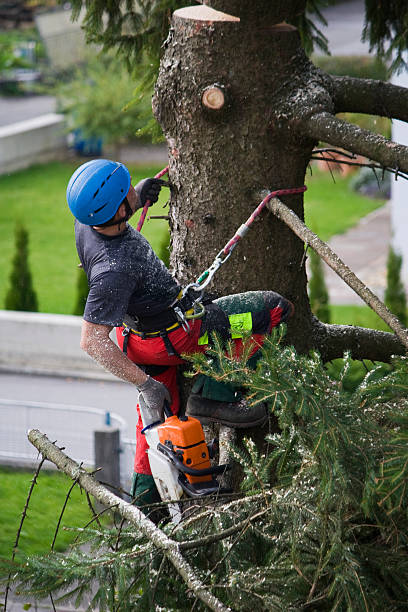 Best Palm Tree Trimming  in Grenada, MS