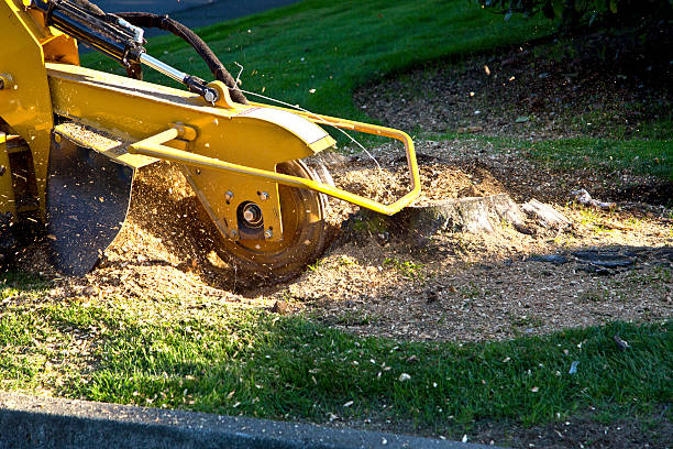 Best Hazardous Tree Removal  in Grenada, MS